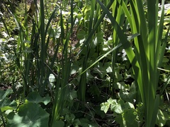 Iris longipetala