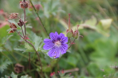 Geranium gymnocaulon