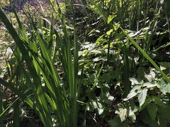 Iris longipetala
