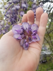 Wisteria sinensis