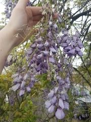Wisteria sinensis