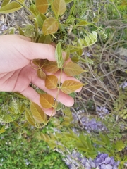 Wisteria sinensis