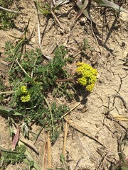 Lomatium foeniculaceum