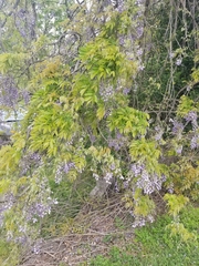Wisteria sinensis