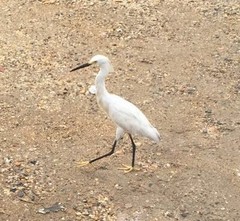 Egretta thula