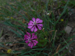 Silene colorata