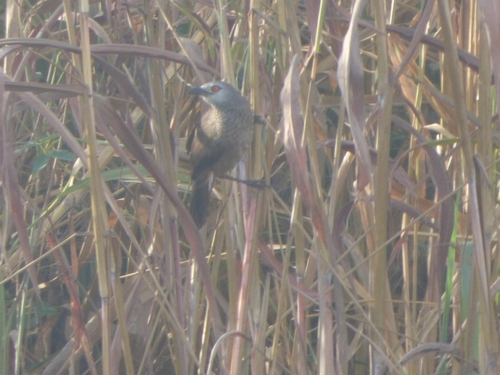 Brown Babbler