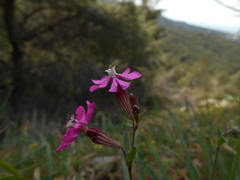 Silene colorata