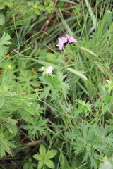 Geranium palustre