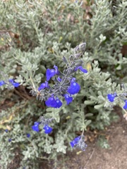 Salvia chamaedryoides