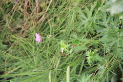 Geranium palustre