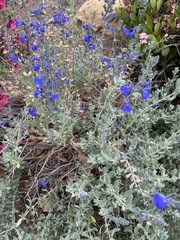 Salvia chamaedryoides