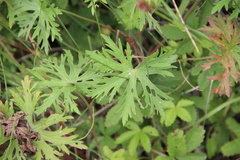 Geranium palustre