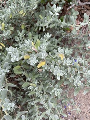 Salvia chamaedryoides