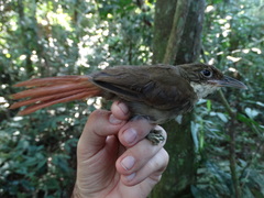 Automolus infuscatus