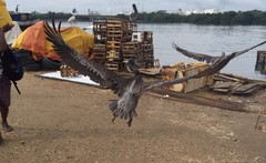 Pelecanus occidentalis