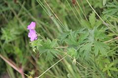 Geranium palustre