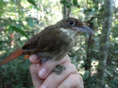 Automolus infuscatus