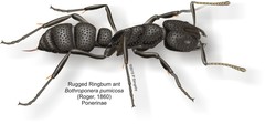 Bothroponera pumicosa