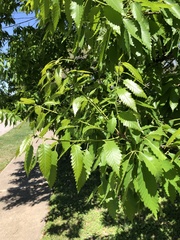 Zelkova