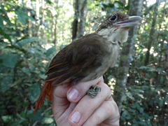 Automolus infuscatus