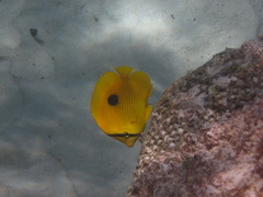 Chaetodon zanzibarensis