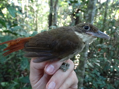 Automolus infuscatus