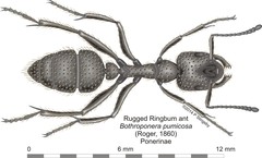 Bothroponera pumicosa