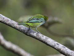 Ixothraupis guttata