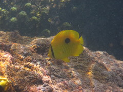 Chaetodon zanzibarensis