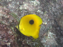 Chaetodon zanzibarensis