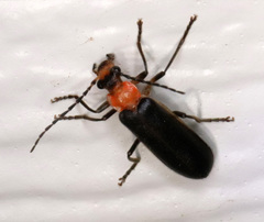 Podabrus quadratus
