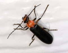 Podabrus quadratus