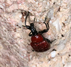 Homoeolabus analis