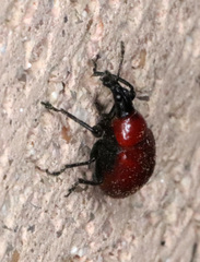 Homoeolabus analis
