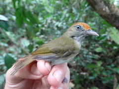 Tunchiornis ochraceiceps