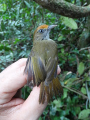 Tunchiornis ochraceiceps