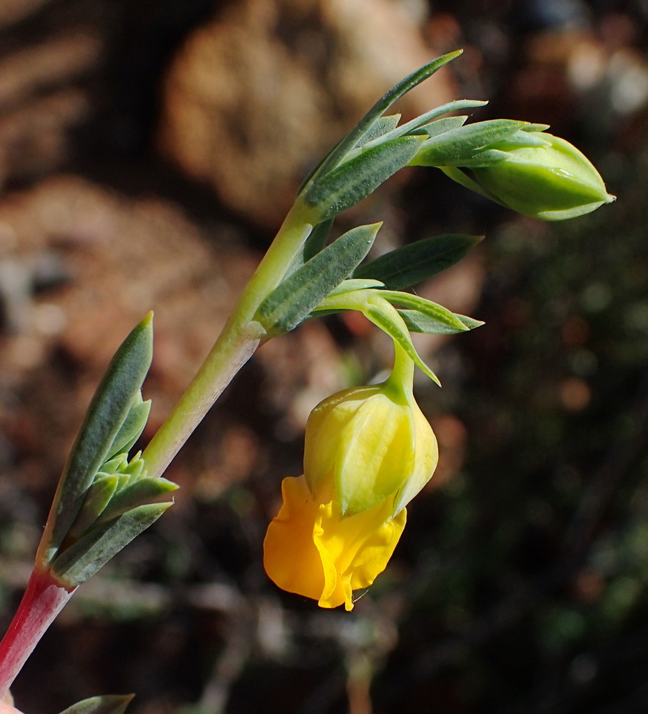 Hermannia denudoides MS