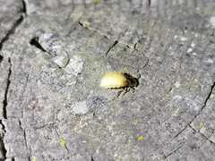 Lamprohiza mulsantii