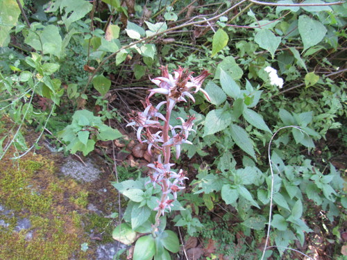 Echeveria subrigida