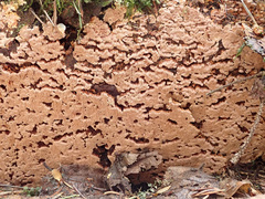 Steccherinum collabens