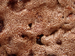 Steccherinum collabens