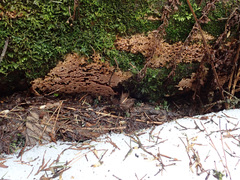 Steccherinum collabens