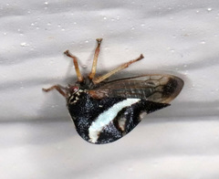 Smilia fasciata