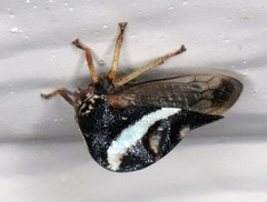 Smilia fasciata