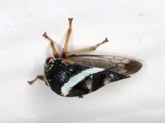 Smilia fasciata