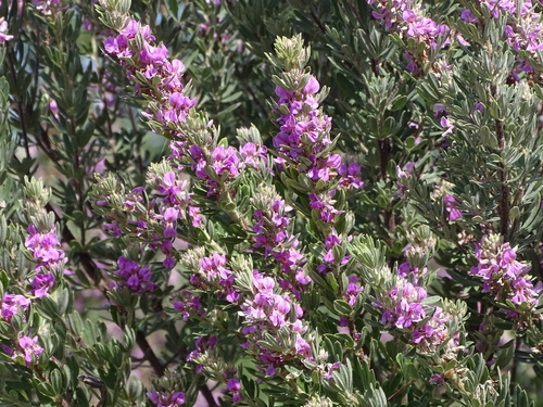 Image of Indigofera hispida by (c) Shaun Swanepoel, some rights reserved (CC BY)