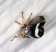 Smilia fasciata