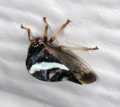 Smilia fasciata