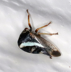 Smilia fasciata